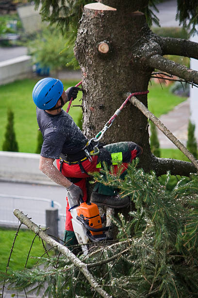 Best Firewood Processing and Delivery  in Clinton, MD